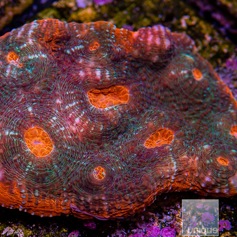 Unique Corals Hell Fire Chalice-Stock Frag