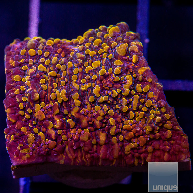 Unique Corals Magma Chalice-Stock Frag