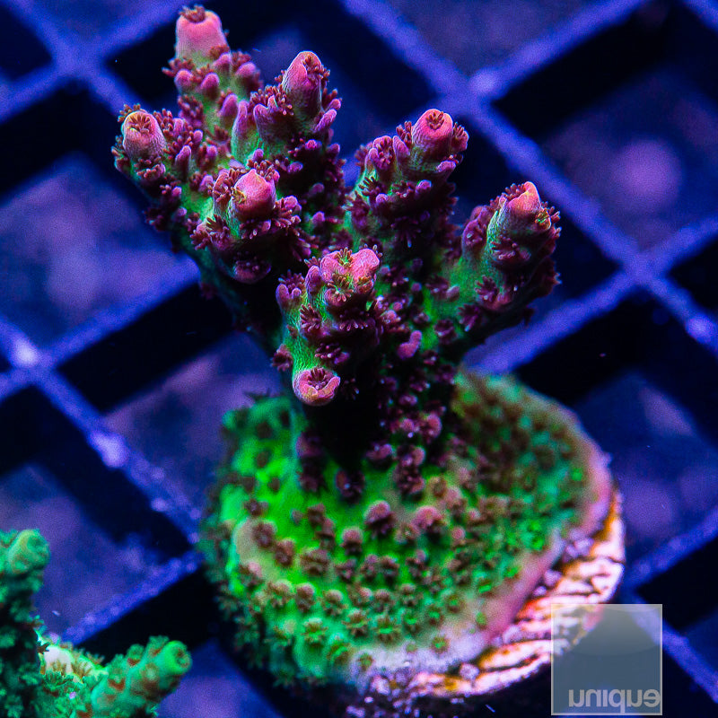 WWC Heartbreaker Acropora-WYSIWYG