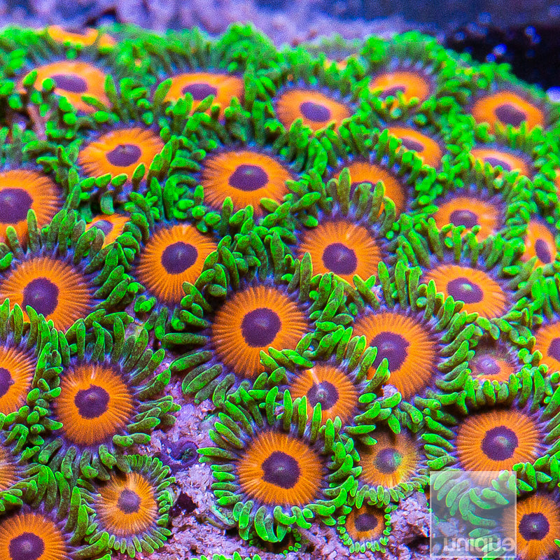 WWC Whammin Watermelon Zoanthid- Stock Frag