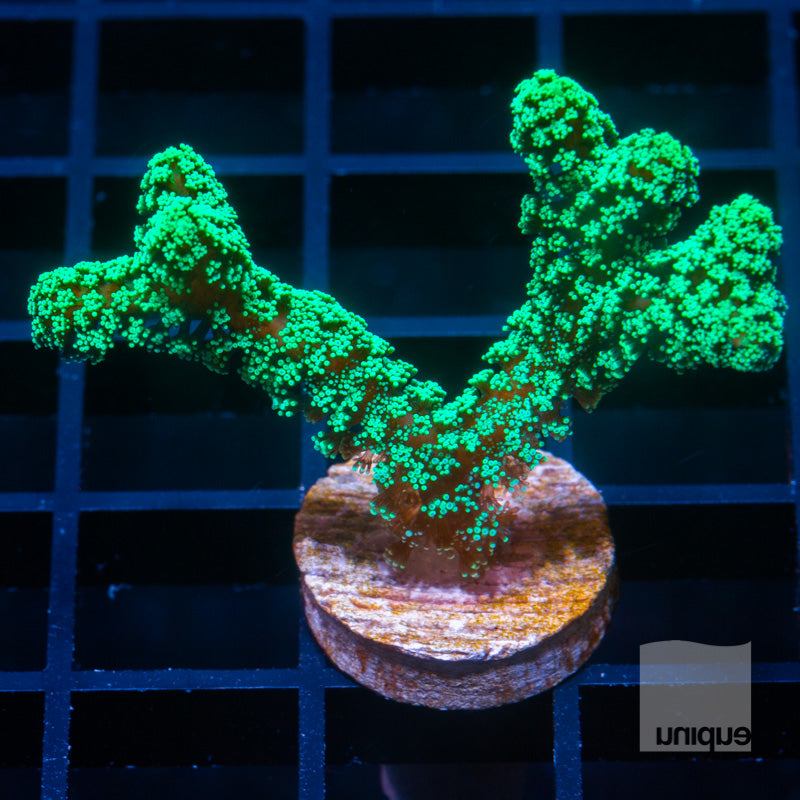 Thick Branched Green Birdsnest-  Stock Frag