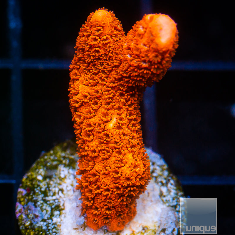 Burnt Orange Montipora Digitata-Stock Frag