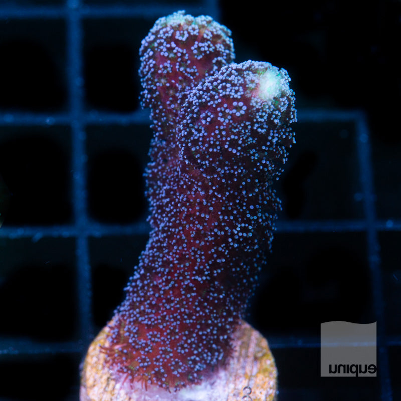 UC Milka Stylo -Stock Frag