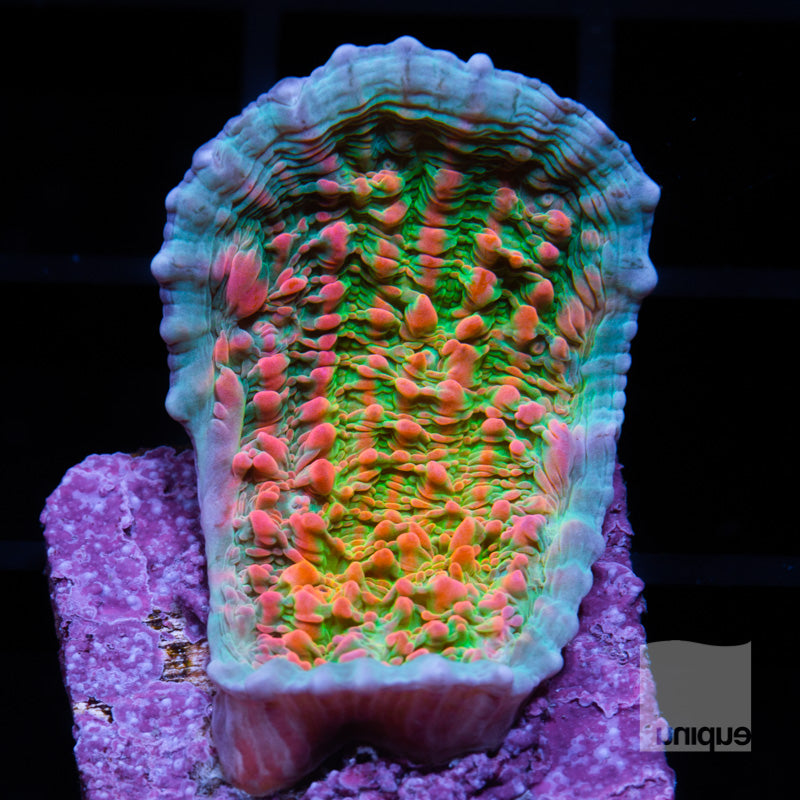 Unique Corals Cupping Chalice-  Stock Frag