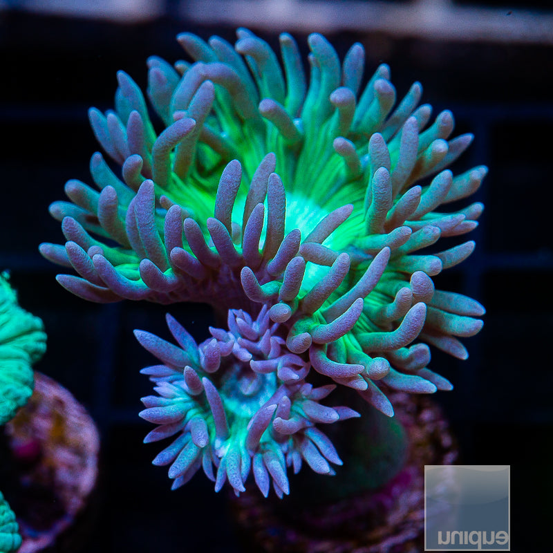 Green Stem Branching Duncan- Single Head Stock Frag