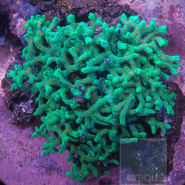 Thick Branched Green Birdsnest-  Stock Frag