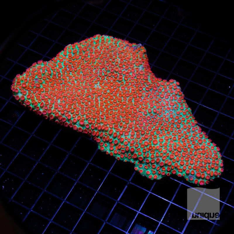 Meteor Shower Cyphastrea- Stock Frag
