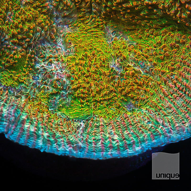 Unique Corals Cupping Chalice-  Stock Frag