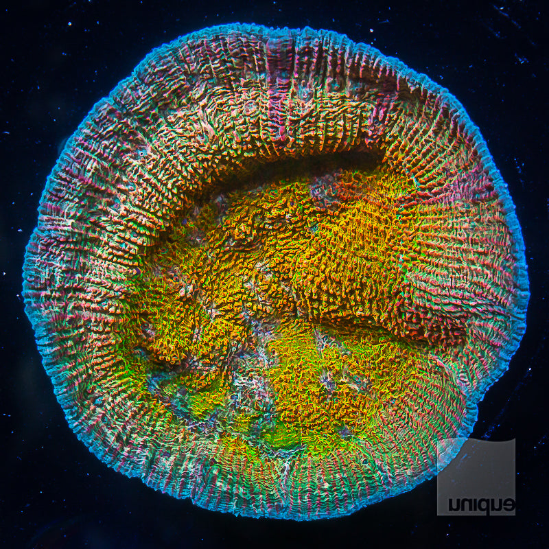 Unique Corals Cupping Chalice-  Stock Frag