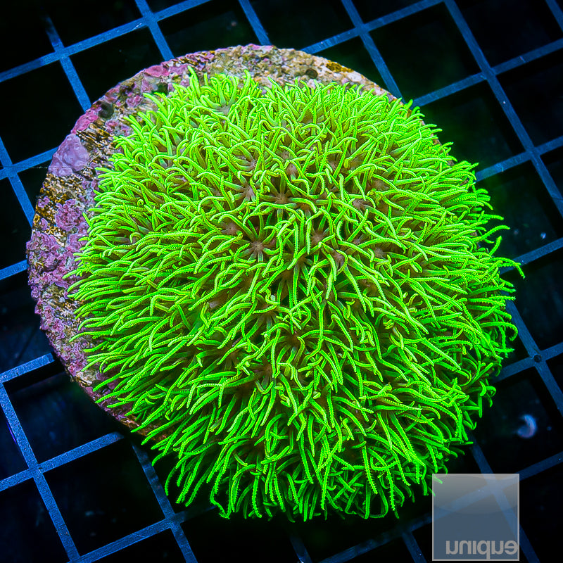 Neon Green Star Polyp- Stock Frag
