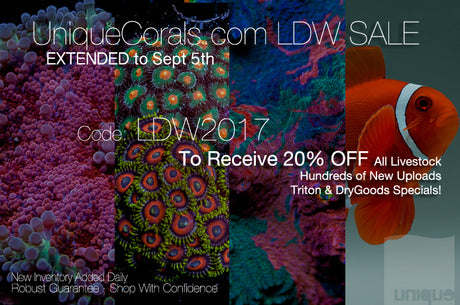 Happy Anniversary UniqueCorals.com!!