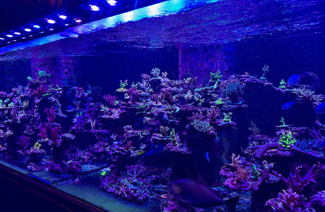 Join Us on a Tour of Our 500-Gallon SPS Growout!
