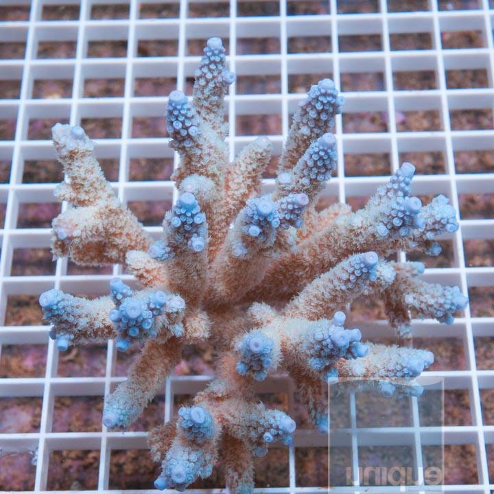 ReefBuilders: The “Real” Acropora abrolhosensis Shows up at Unique Corals