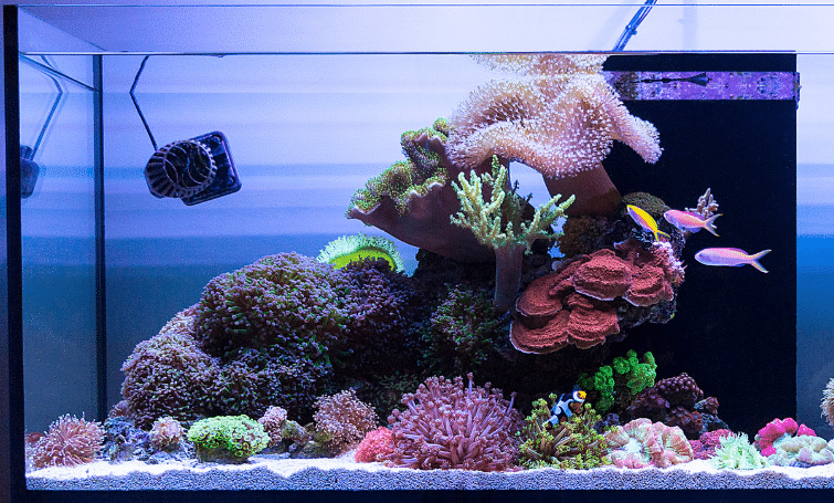How to Clean Sand or Gravel for the Aquarium