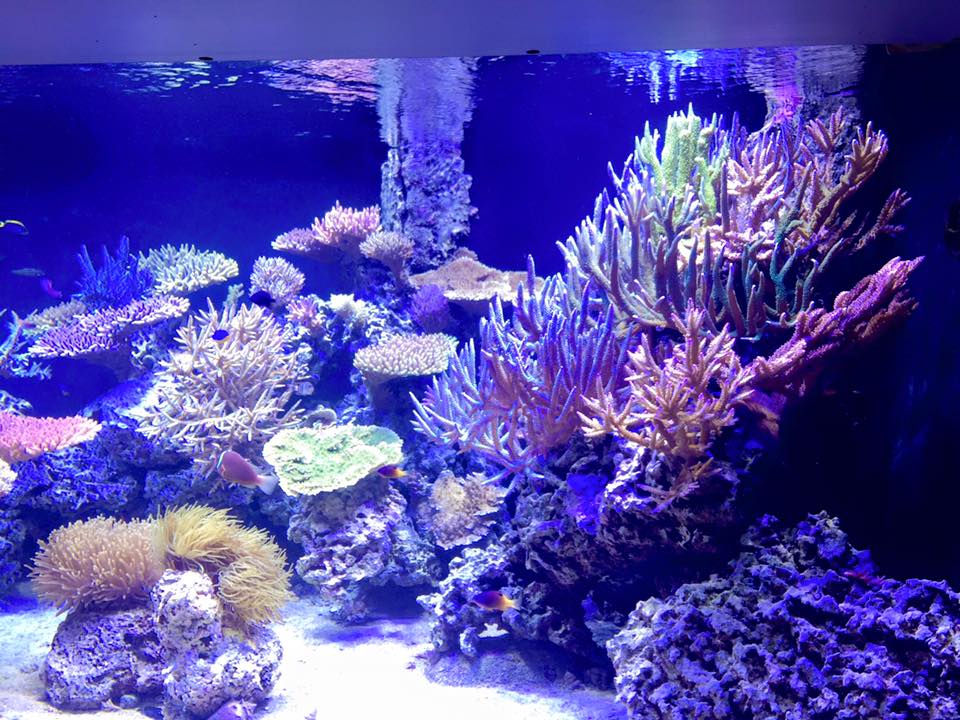 I'm thinking of starting a reef tank, where do I begin?