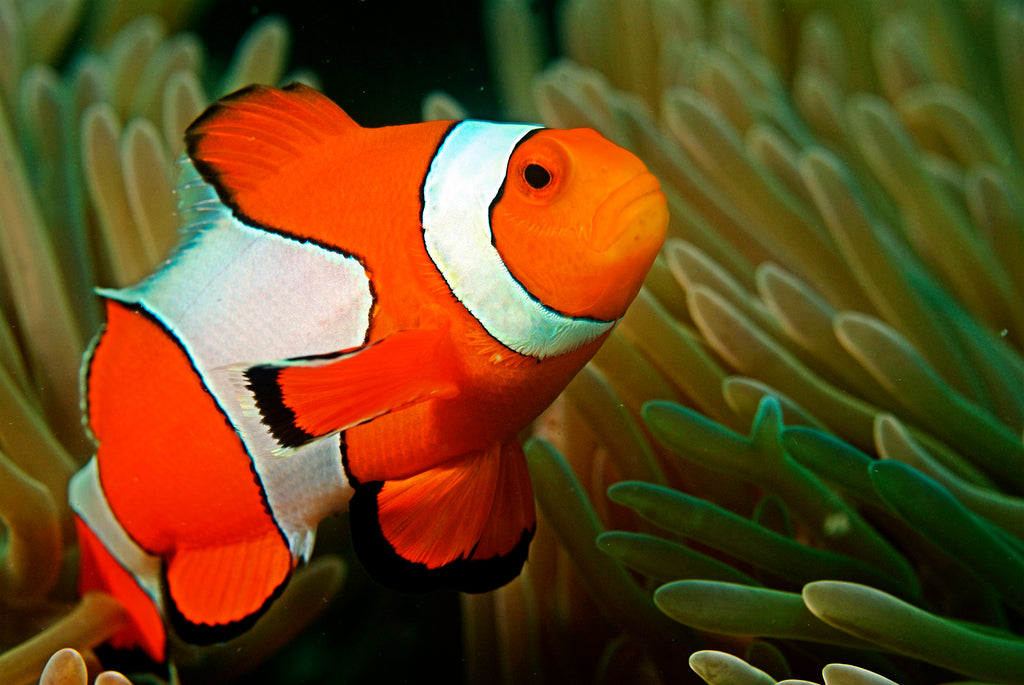 Acclimating your new saltwater fish