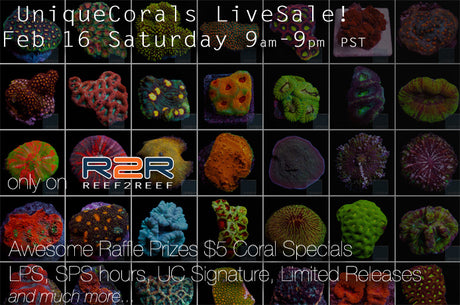 Some hot tips on the LiveSale for this Saturday 9am-9pm and win big!