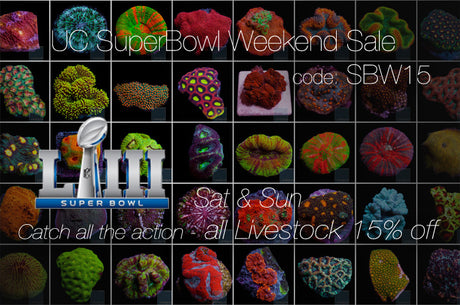 Super Bowl Weekend Sale 15% off! Let's Go RAMS! Win a prize.