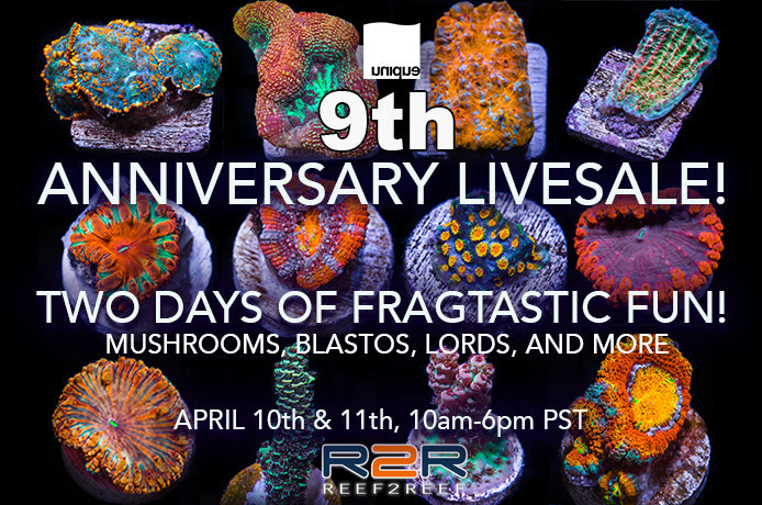 9th Anniversary 2 Days LiveSale! April 10 & 11th 10am - 6pm