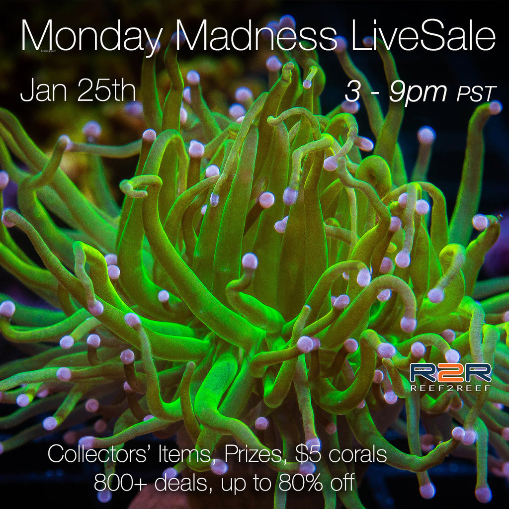 LiveSale Monday Madness - Jan 25th 3 to 9pm PST - over 800 corals!
