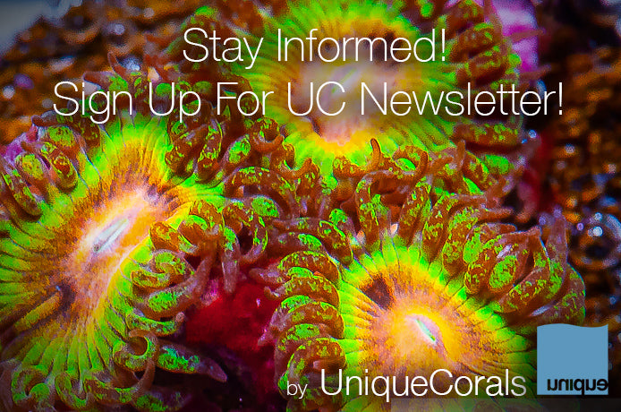 Sign up for the UniqueCorals.com Newsletter and get all the latest news and deals!