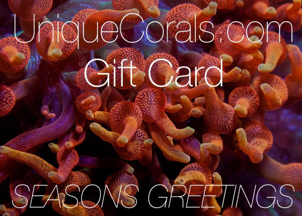 Happy Holidays from UniqueCorals