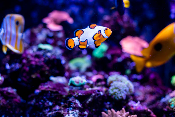 Article: aquarium business claiming a 400% surge in demand since the COVID-19 pandemic began