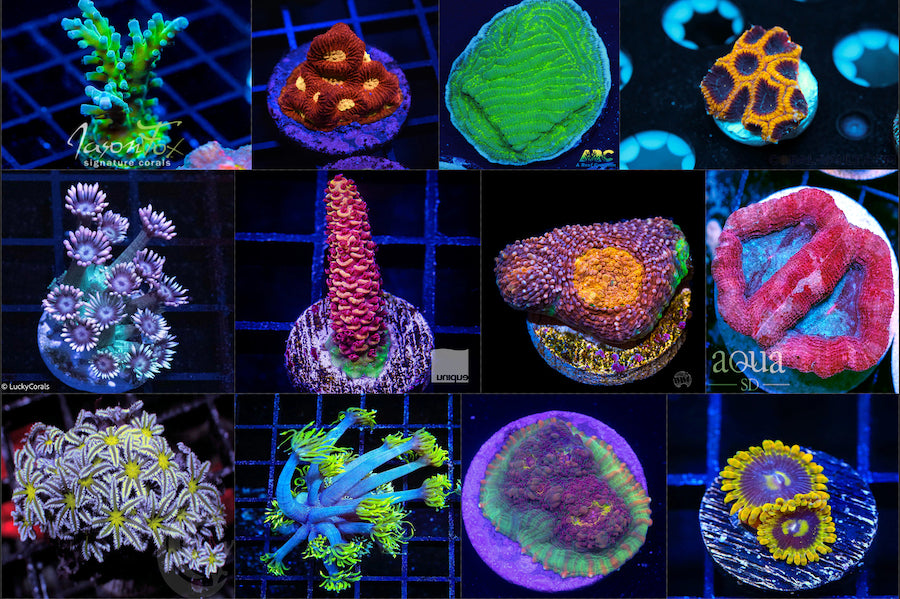 "Window Shopping Some Great & Affordable wysiwyg Coral Frags"