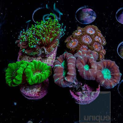 Zoanthus sp. UC Fruit Loop Zoanthid- WYSIWYG Frag Zoa/Paly – UniqueCorals