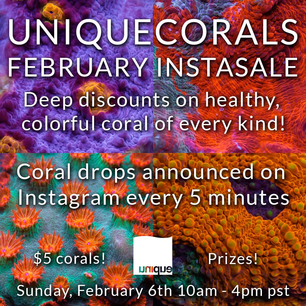 InstaSale February 6th 10am-4pm PST