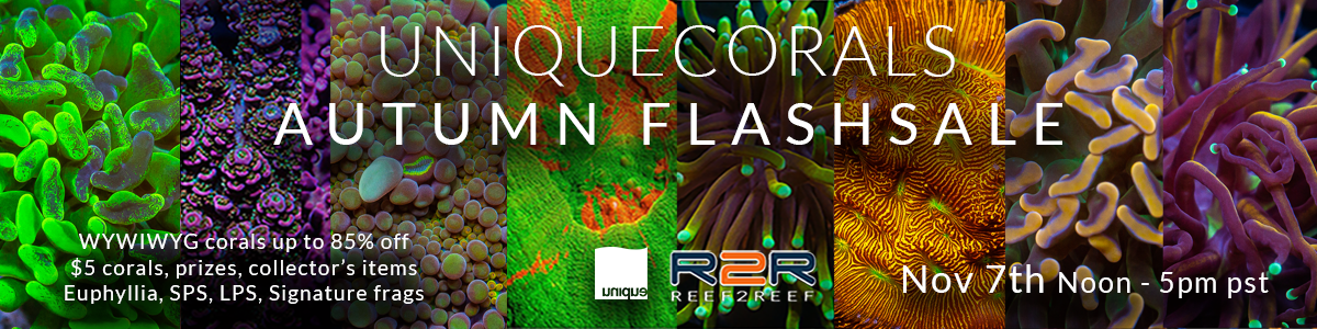 R2R Sunday Flash Sale - Autumn Edition Noon - 5pm pst