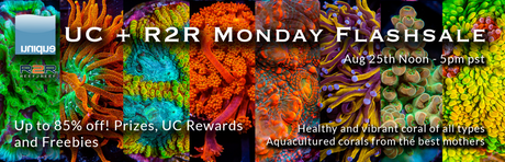 R2R Monday Flash Sale - August 25th Noon - 5pm pst