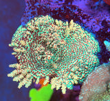 UC Strawberry Shortcake Acropora