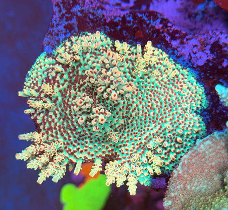 UC Strawberry Shortcake Acropora