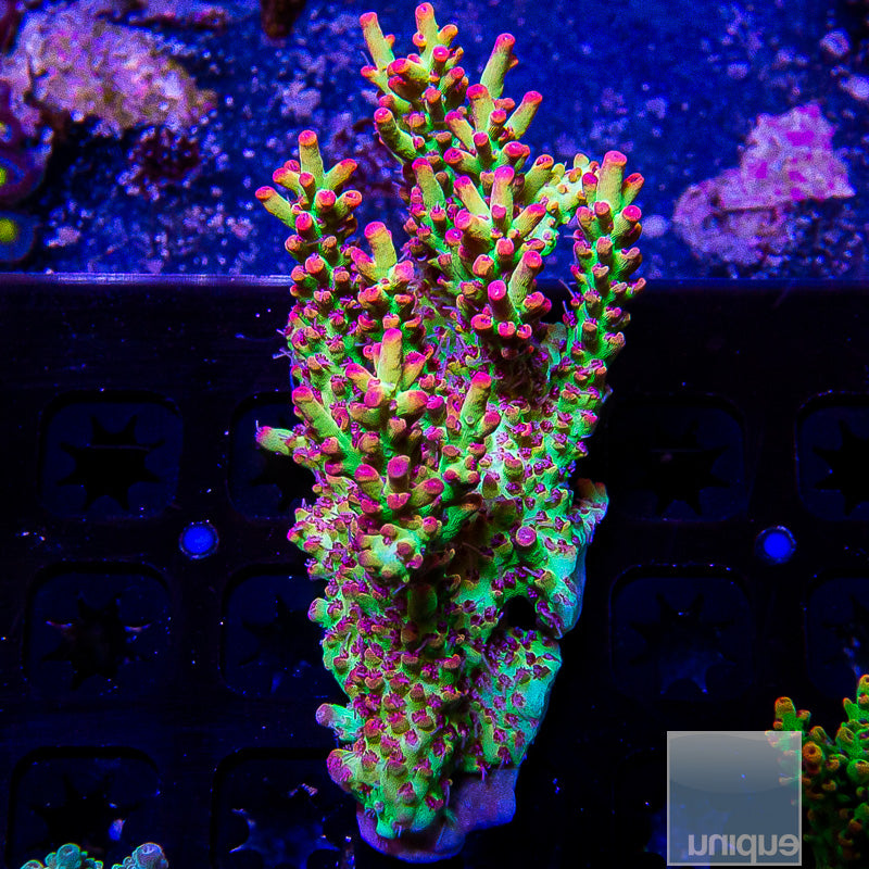 Strawberry Shortcake Colony-WYSIWYG