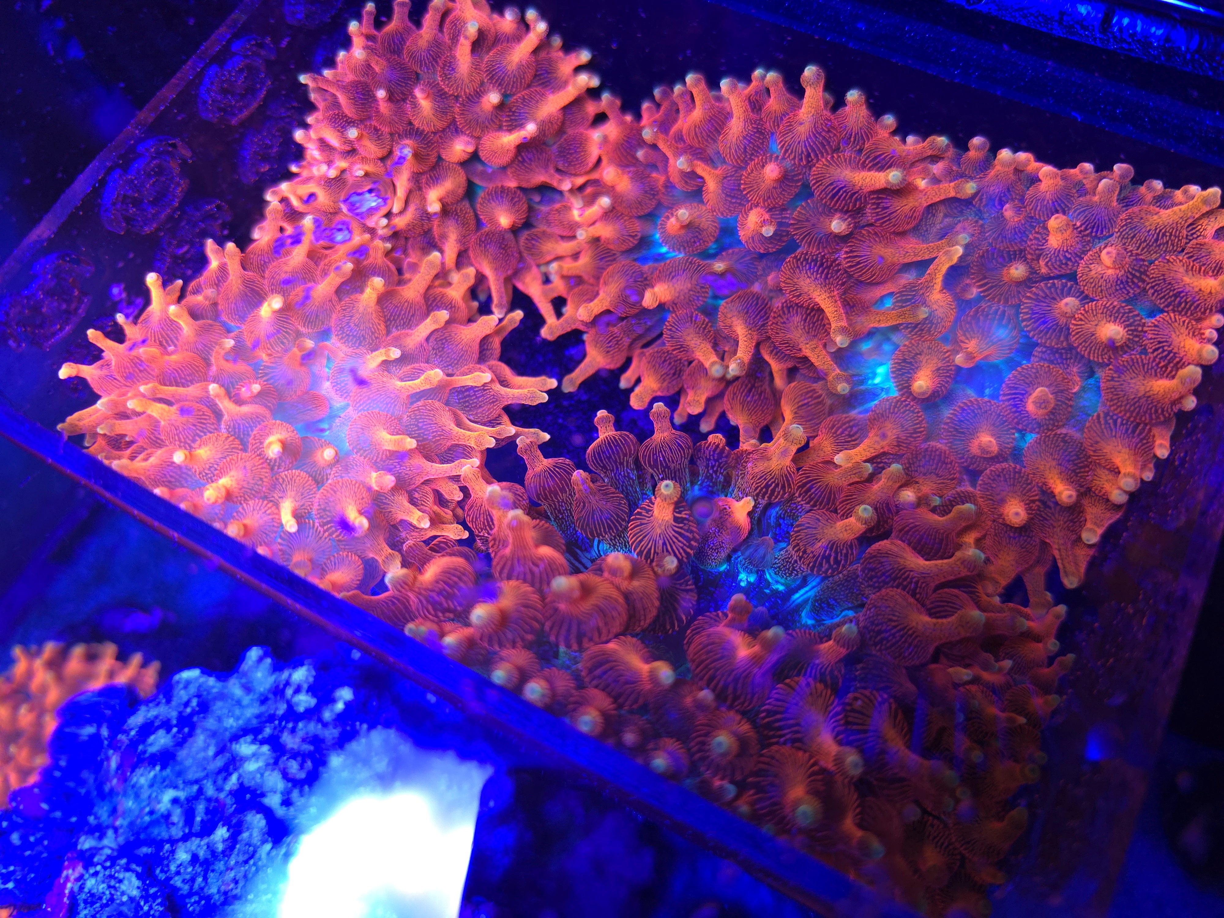 Supernova Anemone – UniqueCorals