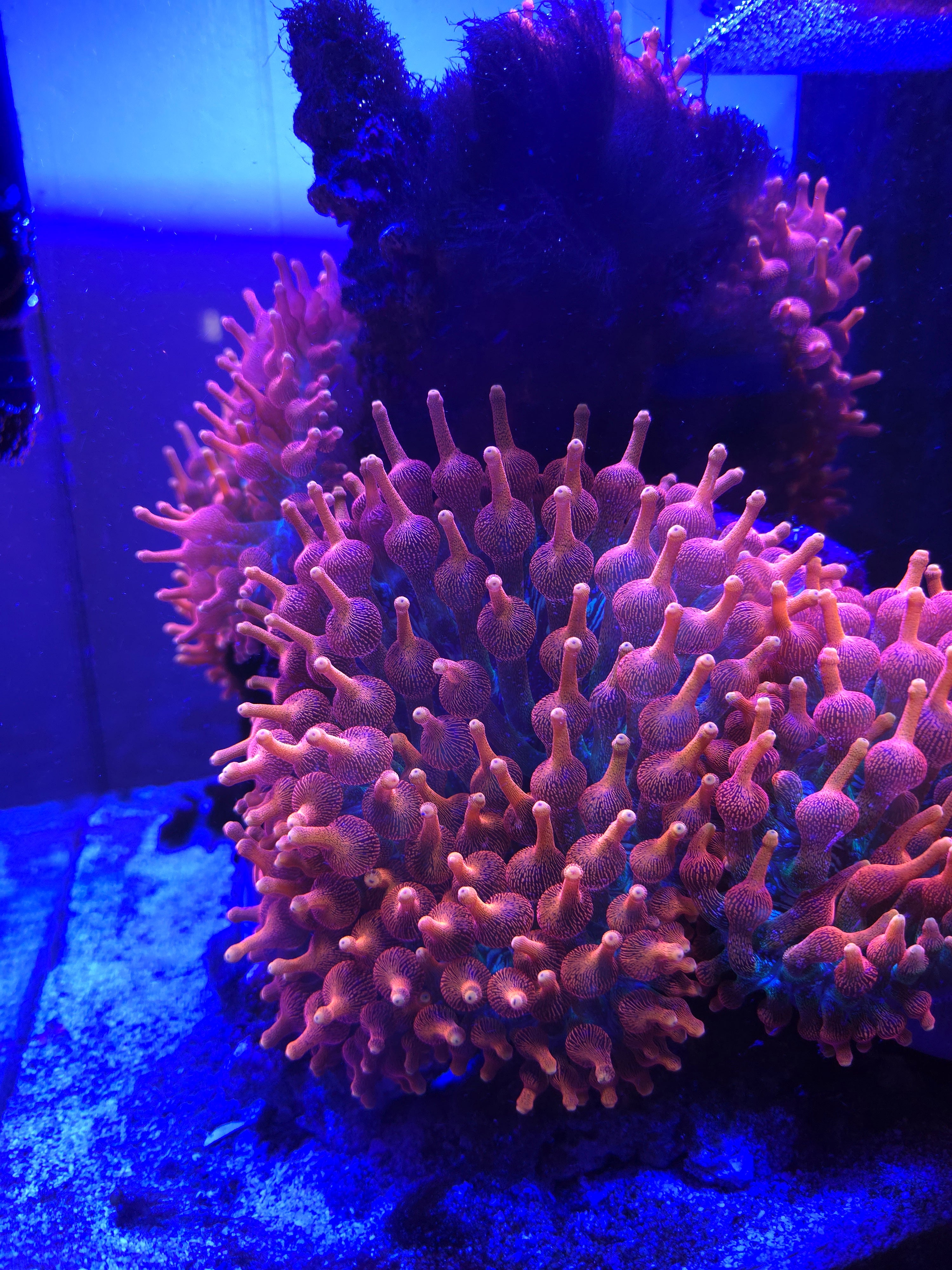 Supernova Anemone – UniqueCorals