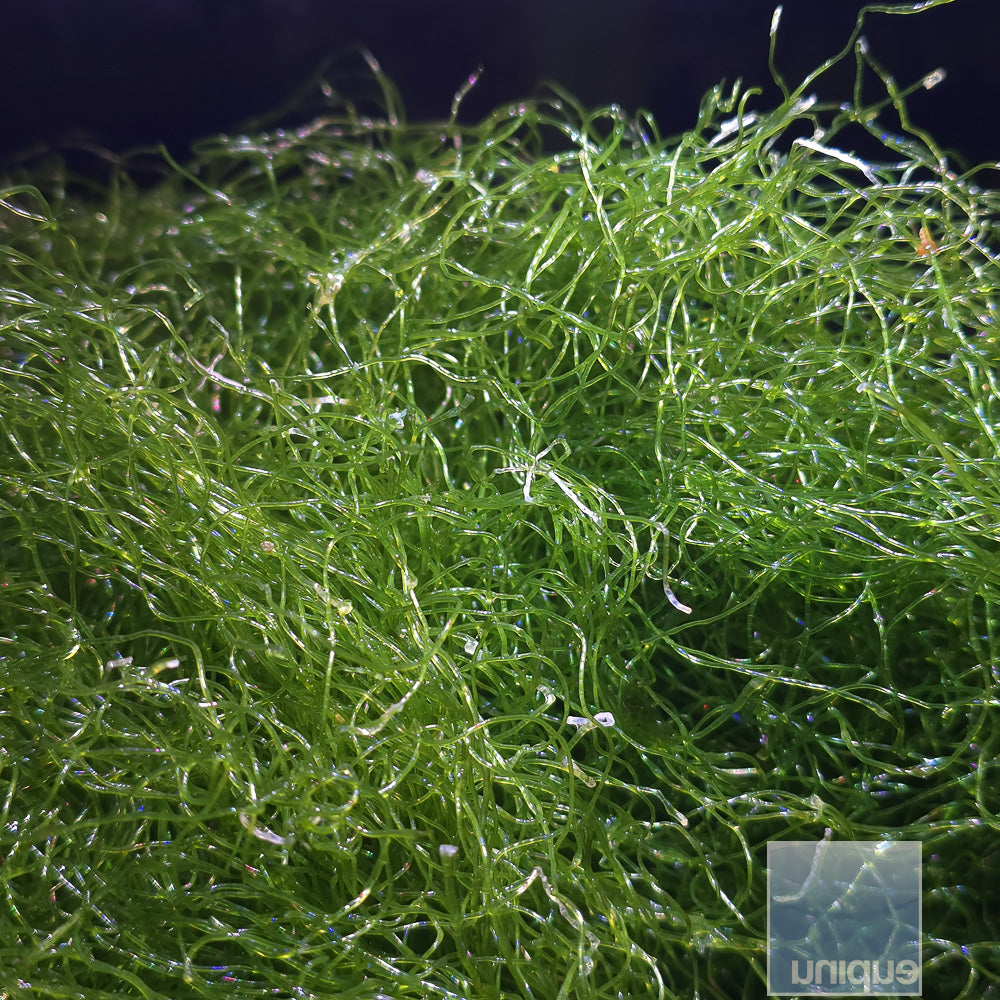 Chaetomorpha Macro algae