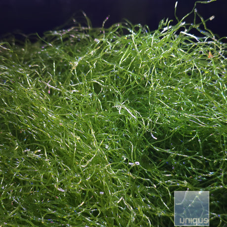Chaetomorpha Macro algae