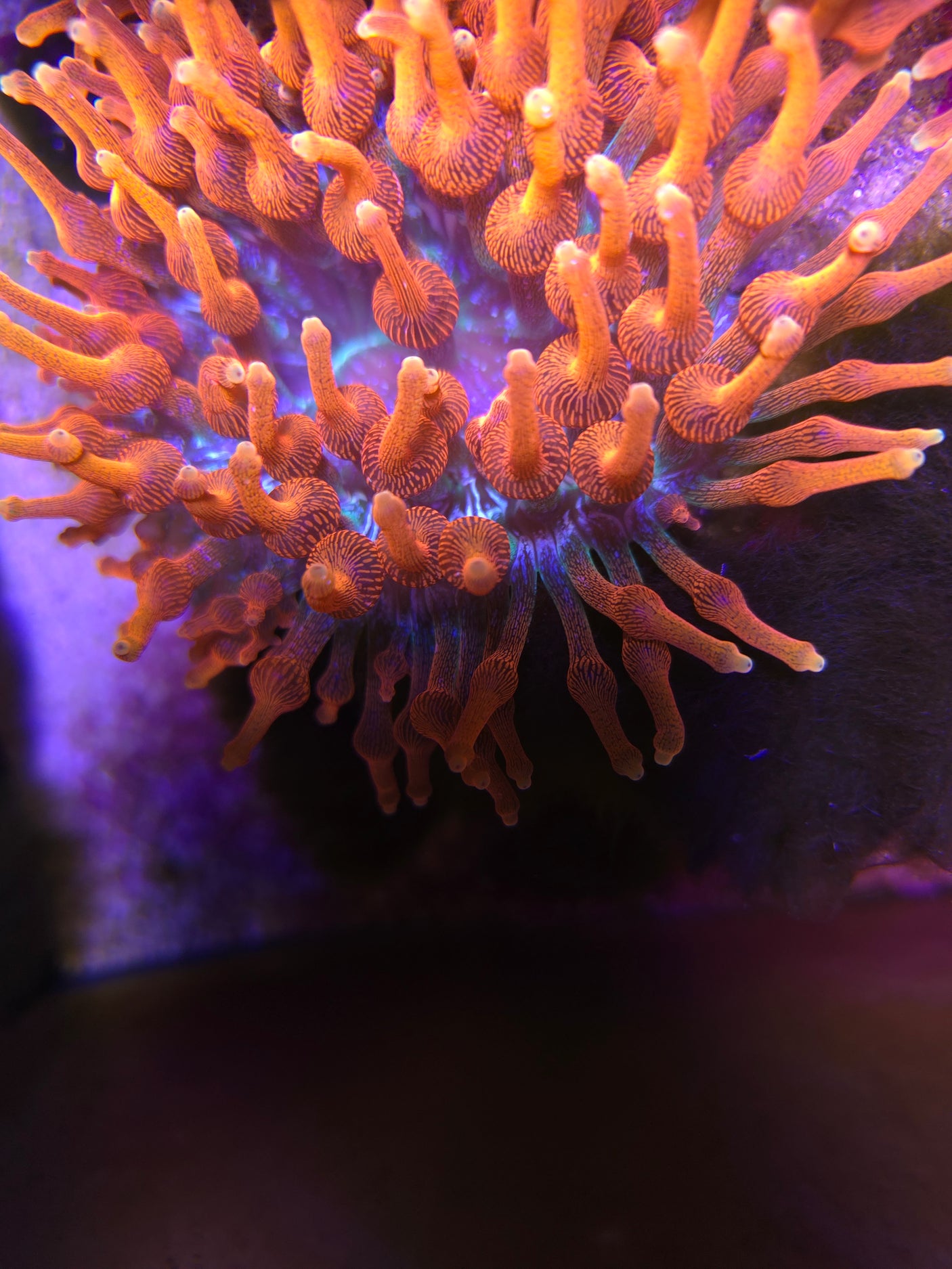 Supernova Anemone
