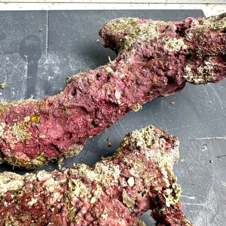 Australian Coral Sea Premium Branch Rock- WYSIWYG
