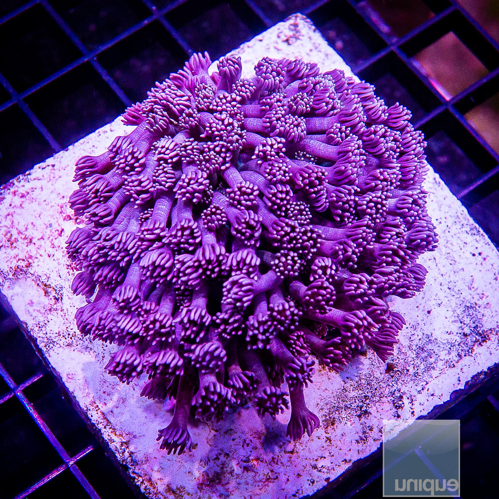 Purple Goniopora Growout Disc Colony-WYSIWYG