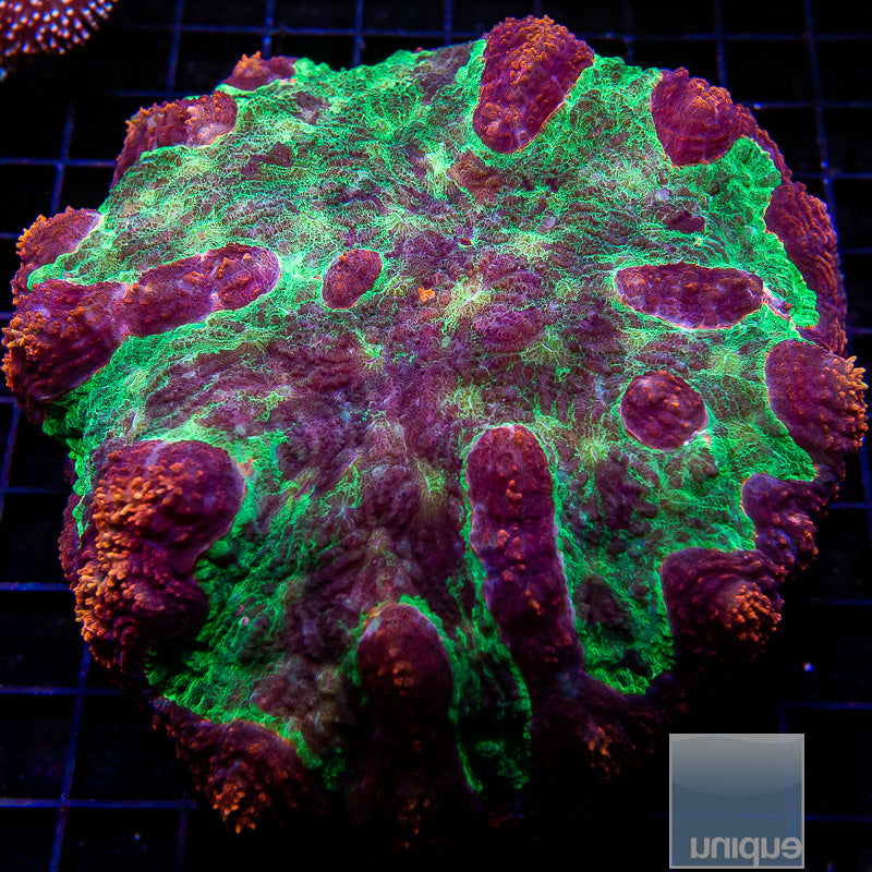 Red Rim Symphyllia Large-WYSIWYG