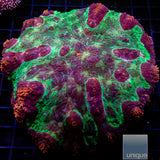 Red Rim Symphyllia Large-WYSIWYG