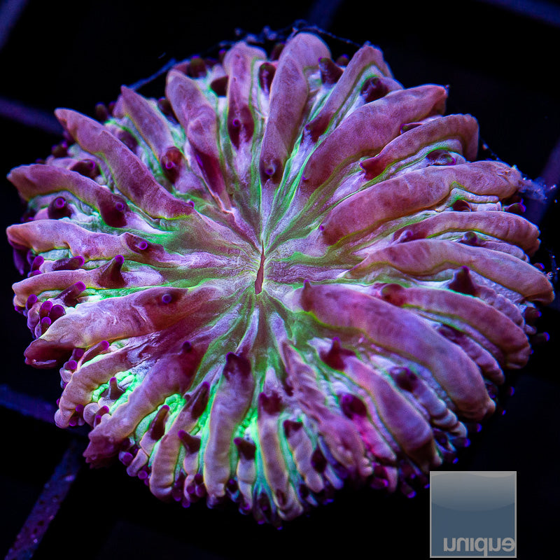 UC Rainbow Fungia Plate-WYSIWYG