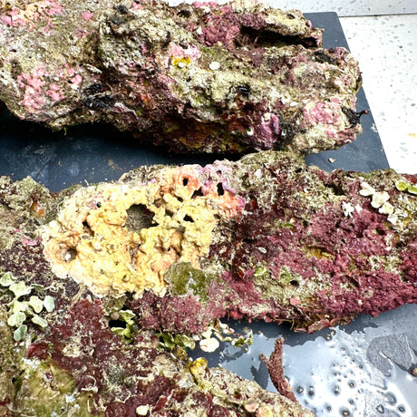 Australian Coral Sea Premium Branch Rock- WYSIWYG