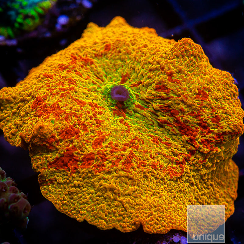 UC Burnt Orange OG Jawbreaker