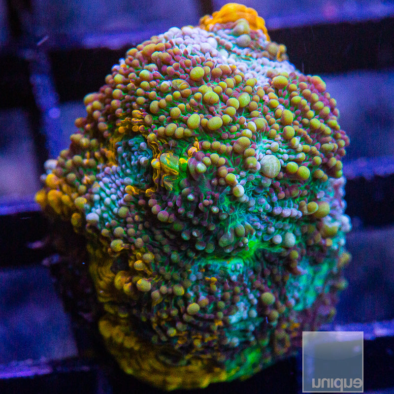 Colorful Echinata-WYSIWYG