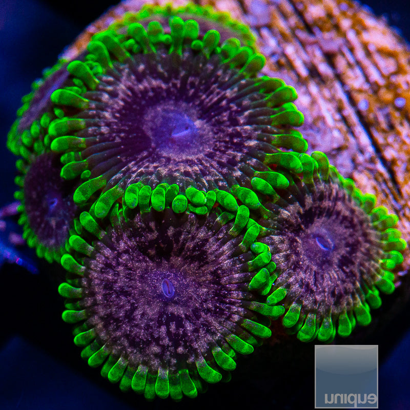 Atmosphere Zoanthid-WYSIWYG