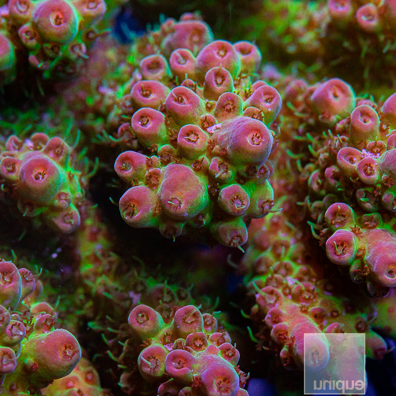 Aussie Wild Colony-WYSIWYG